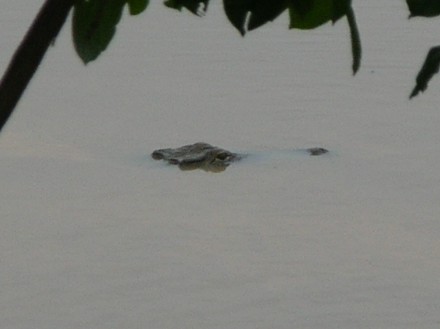 Crocodiles